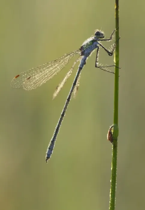 Framed Print : Emerald Damselfly (Lestes sponsa) adult male, covered in dew, resting on stem in early morning, Leicestershire Framed Print : Emerald Damselfly (Lestes sponsa) adult male, covered in dew, resting on stem in early morning, Leicestershire