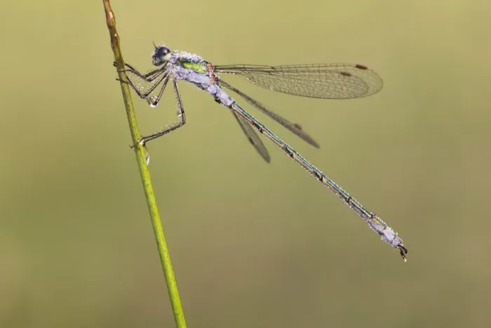Framed Print : Emerald Damselfly (Lestes sponsa) adult male, covered in dew, resting on stem in early morning, Leicestershire
