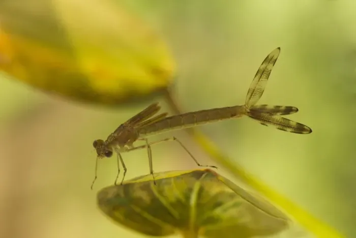 Framed Print : Emerald Damselfly (Lestes sponsa) nymph, on submerged leaf in moorland pond, Derbyshire, England, july