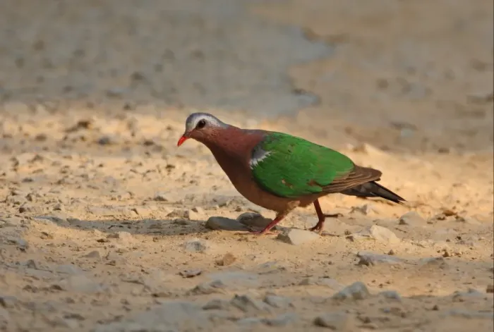 Framed Print : Emerald Dove (Chalcophaps indica) adult, gritting on track, Kaeng Krachan N. P. Thailand, february