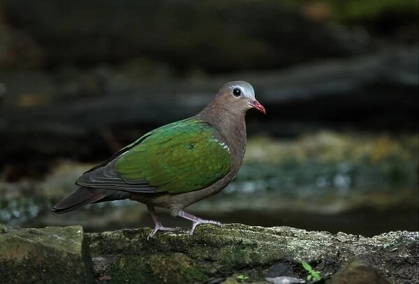 Emerald Dove (Chalcophaps indica indica) adult male, standing at forest pool, Kaeng Krachan N. P. Thailand, november