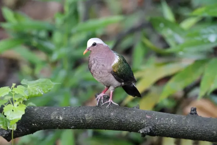 Framed Print : Emerald Dove (Chalcophaps indica indica) adult, perched on branch in lowland rainforest, Sinharaja Forest Reserve Framed Print : Emerald Dove (Chalcophaps indica indica) adult, perched on branch in lowland rainforest, Sinharaja Forest Reserve