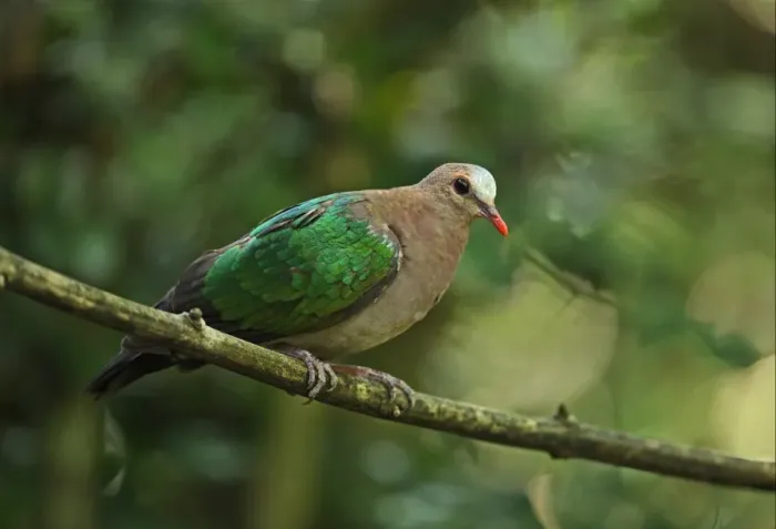 Framed Print : Emerald Dove (Chalcophaps indica indica) adult male, perched on branch, Kaeng Krachan N. P. Thailand, november