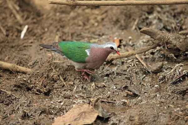 Emerald Dove (Chalcophaps indica robinsoni) adult, walking on mud, Sri Lanka, February