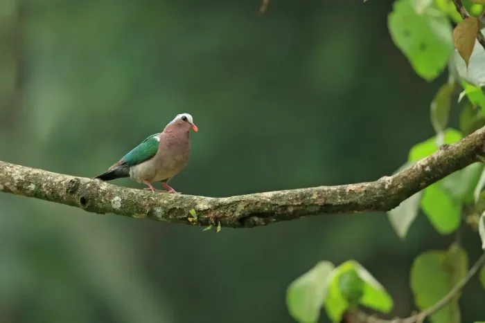 Framed Print : Emerald Dove (Chalcophaps indica robinsoni) adult, perched on branch, Sri Lanka, February