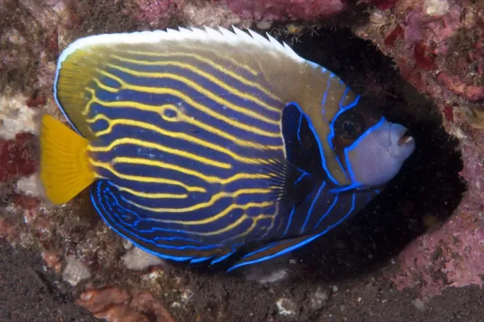 Framed Print : Emperor Angelfish (Pomacanthus imperator) adult, with night colours, in reef, Seraya Beach Resort, Bali, Lesser Sunda Islands, Indonesia Framed Print : Emperor Angelfish (Pomacanthus imperator) adult, with night colours, in reef, Seraya Beach Resort, Bali, Lesser Sunda Islands, Indonesia