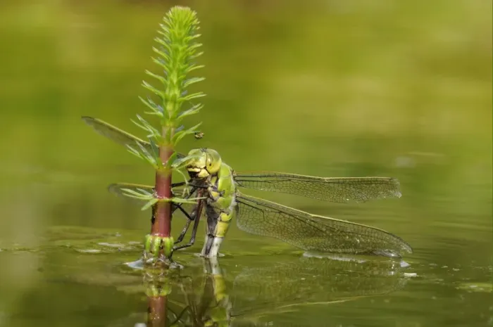 Framed Print : Emperor Dragonfly (Anax imperator) adult female, laying eggs in submerged aquatic vegetation, Oxfordshire, England Framed Print : Emperor Dragonfly (Anax imperator) adult female, laying eggs in submerged aquatic vegetation, Oxfordshire, England