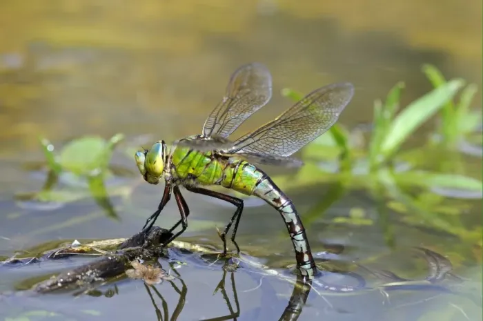 Framed Print : Emperor Dragonfly (Anax imperator) adult female, laying eggs in vegetation at water surface, Oxfordshire, England, august Framed Print : Emperor Dragonfly (Anax imperator) adult female, laying eggs in vegetation at water surface, Oxfordshire, England, august