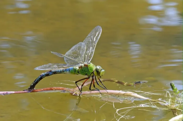 Framed Print : Emperor Dragonfly (Anax imperator) adult female, laying eggs in vegetation at water surface, Oxfordshire, England, august Framed Print : Emperor Dragonfly (Anax imperator) adult female, laying eggs in vegetation at water surface, Oxfordshire, England, august