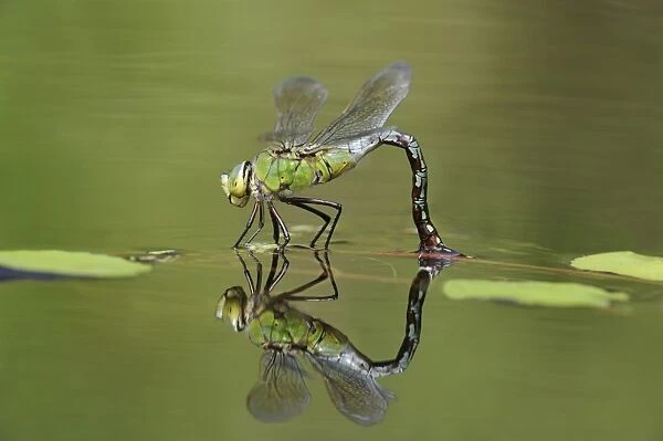Emperor Dragonfly (Anax imperator) adult female, laying eggs in garden pond, Bentley, Suffolk, England, July