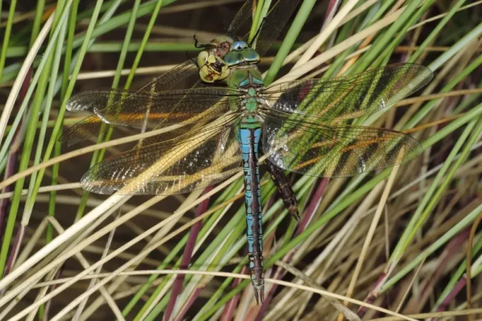 Framed Print : Emperor Dragonfly (Anax imperator) adult male, feeding on another of same species, on coastal sand dune Framed Print : Emperor Dragonfly (Anax imperator) adult male, feeding on another of same species, on coastal sand dune