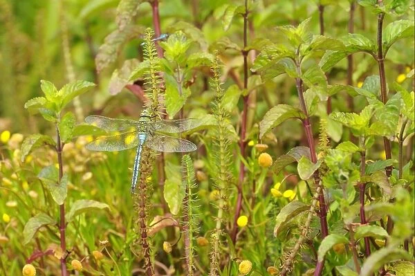 Emperor Dragonfly (Anax imperator) adult male, resting on Common Marestail (Hippuris vulgaris), Oxfordshire, England