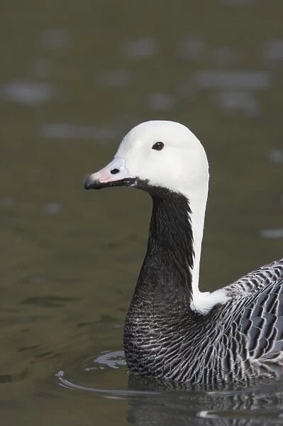 Emperor Geese (Anser canagica) adult, close-up of head and neck, swimming, Arundel W. W. T. (captive)