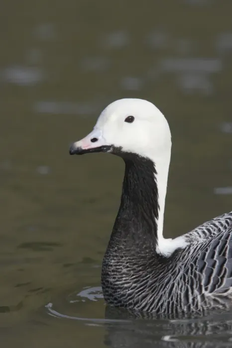 Framed Print : Emperor Geese (Anser canagica) adult, close-up of head and neck, swimming, Arundel W. W. T. (captive) Framed Print : Emperor Geese (Anser canagica) adult, close-up of head and neck, swimming, Arundel W. W. T. (captive)