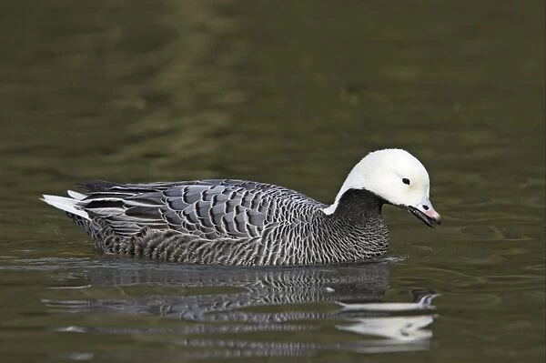 Emperor Goose (Anser canagica) adult, swimming, Arundel W. W. T. (captive)