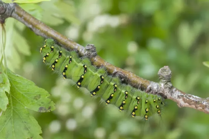 Framed Print : Emperor Moth (Saturnia pavonia) caterpillar, resting on twig, England, may