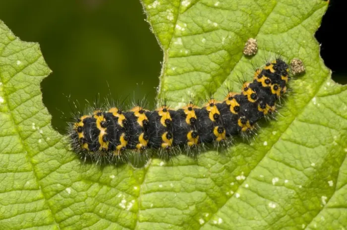 Framed Print : Emperor Moth (Saturnia pavonia) early instar caterpillar, feeding on leaf, Crossness Nature Reserve, Bexley, Kent