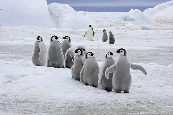 Emperor Penguin (Aptenodytes forsteri) group of chicks, colony, Snow Hill Island, Antarctic Peninsula, Antarctica