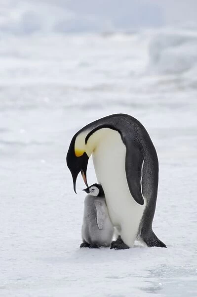 Emperor Penguin (Aptenodytes forsteri) adult with young chick, standing on ice, Snow Hill Island, Weddell Sea, Antarctica