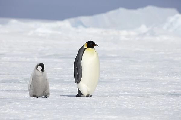 Emperor Penguin (Aptenodytes forsteri) adult with chick, walking across sea ice, Snow Hill Island, Weddell Sea, Antarctica