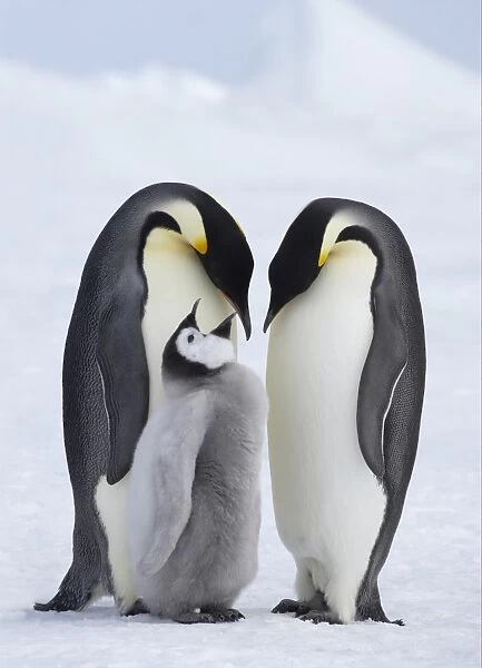 Emperor Penguin (Aptenodytes forsteri) adult pair with chick, begging, standing on ice, Snow Hill Island, Weddell Sea, Antarctica
