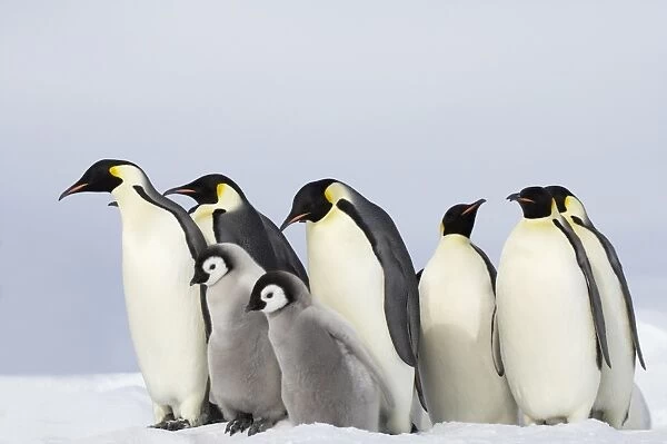 Emperor Penguin (Aptenodytes forsteri) adults with chicks, group standing on ice, Snow Hill Island, Weddell Sea, Antarctica