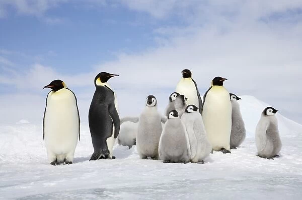 Emperor Penguin (Aptenodytes forsteri) four adults with group of chicks, standing on ice, Snow Hill Island, Weddell Sea, Antarctica
