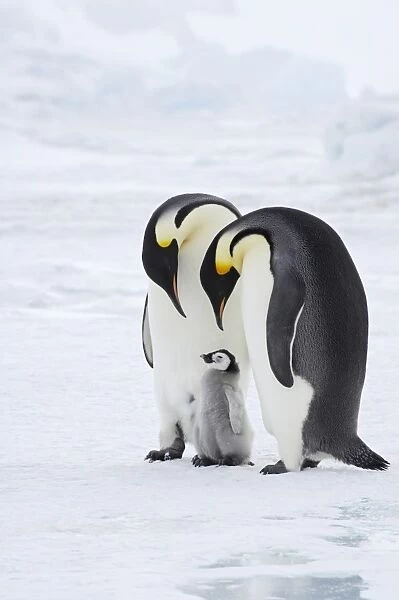 Emperor Penguin (Aptenodytes forsteri) adult pair with young chick, standing on ice, Snow Hill Island, Weddell Sea, Antarctica