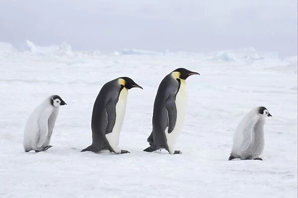 Emperor Penguin (Aptenodytes forsteri) two adults and chicks, walking across sea ice, Snow Hill Island, Weddell Sea, Antarctica