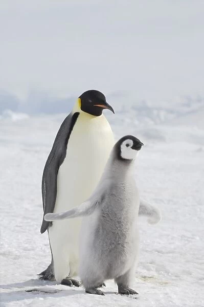 Emperor Penguin (Aptenodytes forsteri) adult with chick, standing on ice, Snow Hill Island, Weddell Sea, Antarctica
