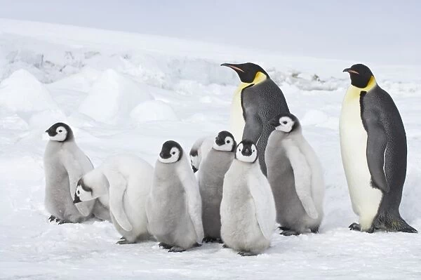Emperor Penguin (Aptenodytes forsteri) two adults with group of chicks, standing on ice, Snow Hill Island, Weddell Sea