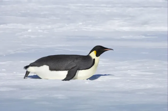 Framed Print : Emperor Penguin (Aptenodytes forsteri) adult, tobogganing across snow, Snow Hill Island, Weddell Sea, Antarctica Framed Print : Emperor Penguin (Aptenodytes forsteri) adult, tobogganing across snow, Snow Hill Island, Weddell Sea, Antarctica