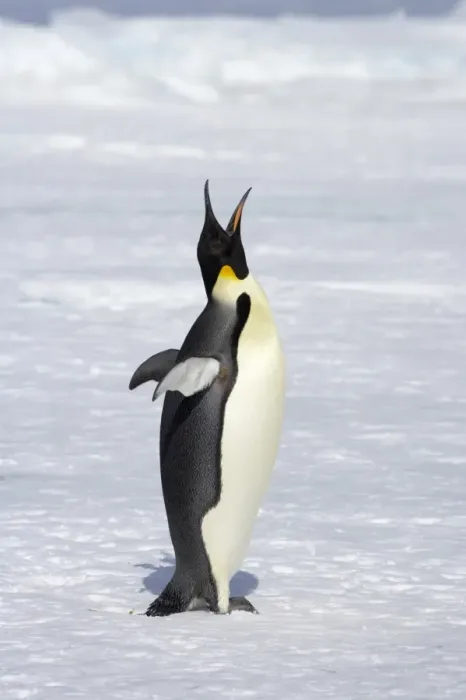 Framed Print : Emperor Penguin (Aptenodytes forsteri) adult, calling, standing on ice, Snow Hill Island, Weddell Sea, Antarctica Framed Print : Emperor Penguin (Aptenodytes forsteri) adult, calling, standing on ice, Snow Hill Island, Weddell Sea, Antarctica