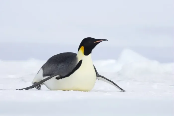 Framed Print : Emperor Penguin (Aptenodytes forsteri) adult, tobogganing across snow, Snow Hill Island, Weddell Sea, Antarctica Framed Print : Emperor Penguin (Aptenodytes forsteri) adult, tobogganing across snow, Snow Hill Island, Weddell Sea, Antarctica