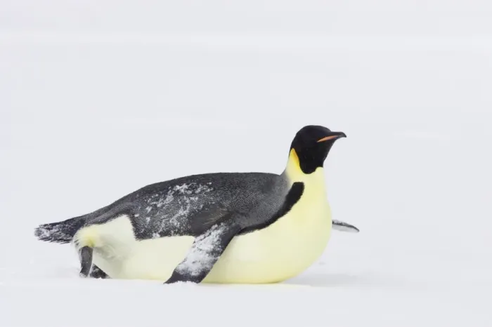 Framed Print : Emperor Penguin (Aptenodytes forsteri) adult, tobogganing across snow, Snow Hill Island, Weddell Sea, Antarctica Framed Print : Emperor Penguin (Aptenodytes forsteri) adult, tobogganing across snow, Snow Hill Island, Weddell Sea, Antarctica