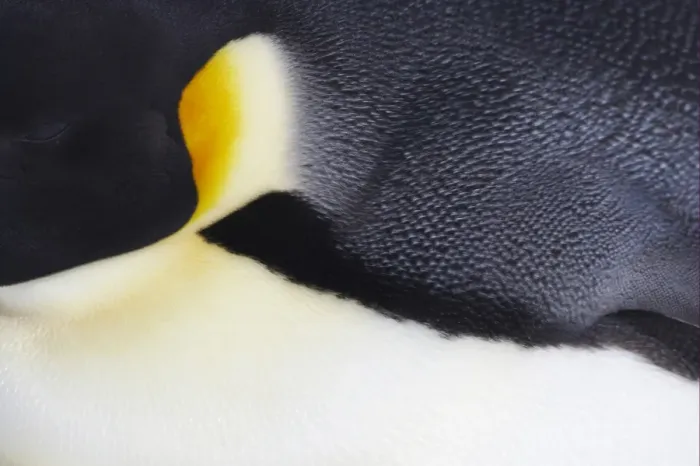 Framed Print : Emperor Penguin (Aptenodytes forsteri) adult, close-up of feathers, Snow Hill Island, Weddell Sea, Antarctica