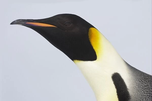 Emperor Penguin (Aptenodytes forsteri) adult, close-up of head, Snow Hill Island, Weddell Sea, Antarctica