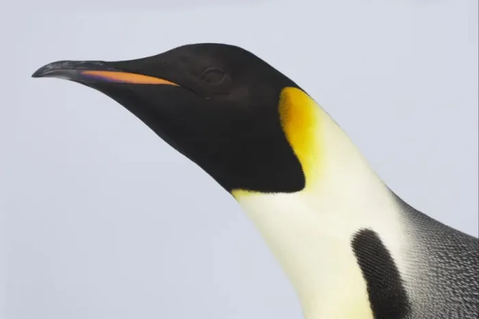 Framed Print : Emperor Penguin (Aptenodytes forsteri) adult, close-up of head, Snow Hill Island, Weddell Sea, Antarctica Framed Print : Emperor Penguin (Aptenodytes forsteri) adult, close-up of head, Snow Hill Island, Weddell Sea, Antarctica