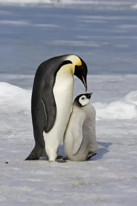 Framed Print : Emperor Penguin (Aptenodytes forsteri) adult and chick, Snow Hill Island, Antarctic Peninsula, Antarctica Framed Print : Emperor Penguin (Aptenodytes forsteri) adult and chick, Snow Hill Island, Antarctic Peninsula, Antarctica