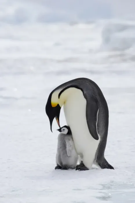 Framed Print : Emperor Penguin (Aptenodytes forsteri) adult with young chick, standing on ice, Snow Hill Island, Weddell Sea, Antarctica Framed Print : Emperor Penguin (Aptenodytes forsteri) adult with young chick, standing on ice, Snow Hill Island, Weddell Sea, Antarctica