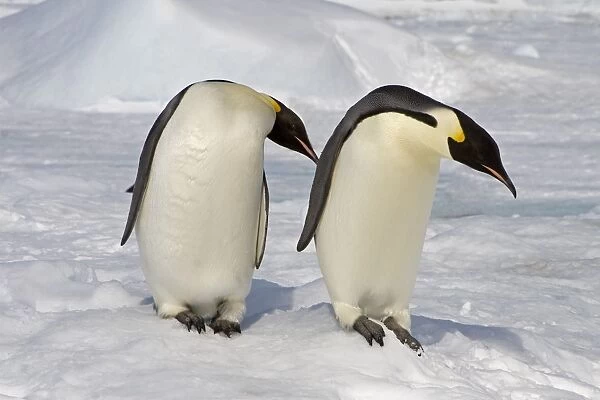 Emperor Penguin (Aptenodytes forsteri) adults, two standing on snow, Snow Hill Island, Antarctic Peninsula, Antarctica