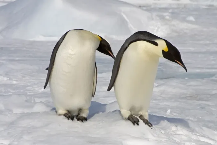 Framed Print : Emperor Penguin (Aptenodytes forsteri) adults, two standing on snow, Snow Hill Island, Antarctic Peninsula, Antarctica Framed Print : Emperor Penguin (Aptenodytes forsteri) adults, two standing on snow, Snow Hill Island, Antarctic Peninsula, Antarctica