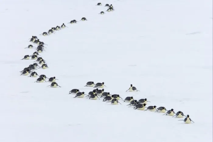 Framed Print : Emperor Penguin (Aptenodytes forsteri) adults, group tobogganing across ice, heading towards sea to feed, Snow Hill Island, Weddell Sea, Antarctica Framed Print : Emperor Penguin (Aptenodytes forsteri) adults, group tobogganing across ice, heading towards sea to feed, Snow Hill Island, Weddell Sea, Antarctica