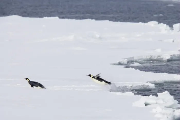 Framed Print : Emperor Penguin (Aptenodytes forsteri) two adults, leaping out of sea onto ice, Snow Hill Island, Weddell Sea, Antarctica Framed Print : Emperor Penguin (Aptenodytes forsteri) two adults, leaping out of sea onto ice, Snow Hill Island, Weddell Sea, Antarctica