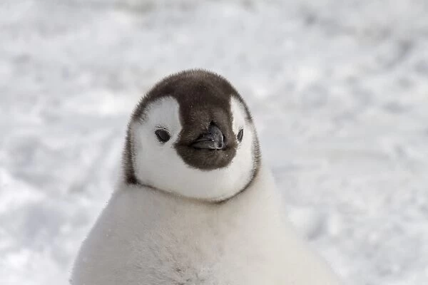 Emperor Penguin (Aptenodytes forsteri) chick, close-up of head, Snow Hill Island, Antarctic Peninsula, Antarctica