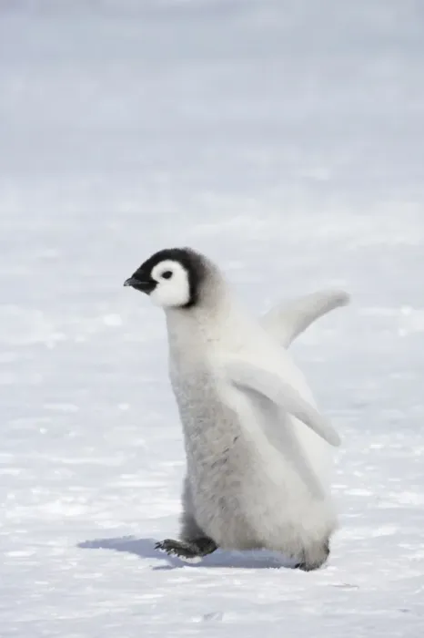 Framed Print : Emperor Penguin (Aptenodytes forsteri) chick, walking across ice, Snow Hill Island, Weddell Sea, Antarctica Framed Print : Emperor Penguin (Aptenodytes forsteri) chick, walking across ice, Snow Hill Island, Weddell Sea, Antarctica