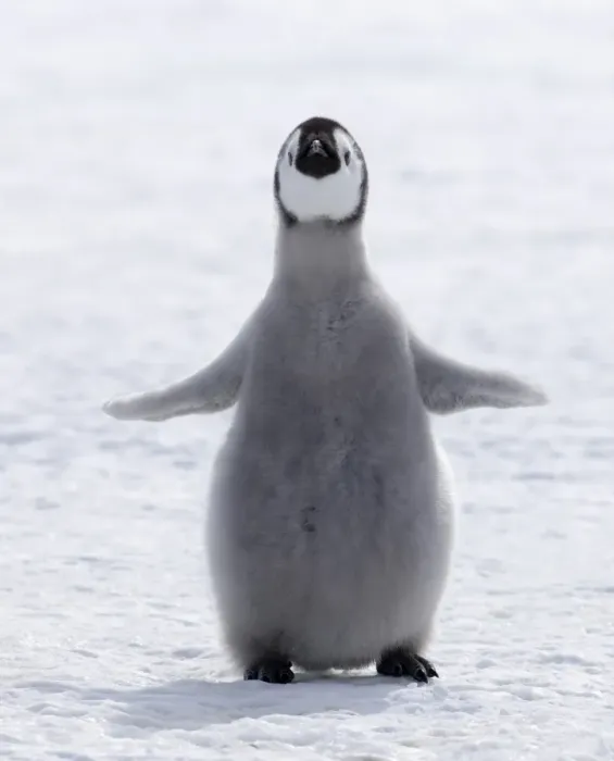 Framed Print : Emperor Penguin (Aptenodytes forsteri) chick, standing on snow, Snow Hill Island, Weddell Sea, Antarctica, november Framed Print : Emperor Penguin (Aptenodytes forsteri) chick, standing on snow, Snow Hill Island, Weddell Sea, Antarctica, november