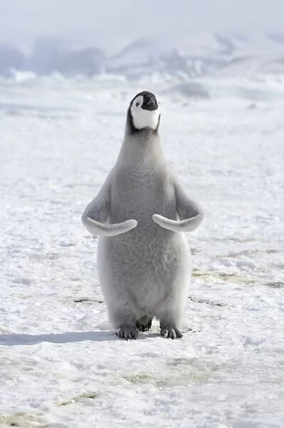 Emperor Penguin (Aptenodytes forsteri) chick, exercising wings, standing on ice, Snow Hill Island, Weddell Sea, Antarctica