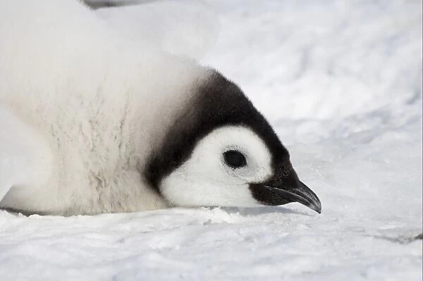 Emperor Penguin (Aptenodytes forsteri) chick, close-up of head, resting on ice, Snow Hill Island, Weddell Sea, Antarctica