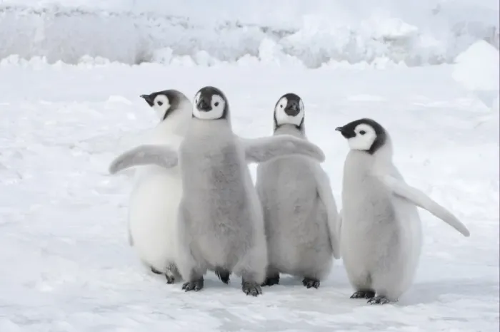 Framed Print : Emperor Penguin (Aptenodytes forsteri) four chicks, standing on ice, Snow Hill Island, Weddell Sea, Antarctica Framed Print : Emperor Penguin (Aptenodytes forsteri) four chicks, standing on ice, Snow Hill Island, Weddell Sea, Antarctica